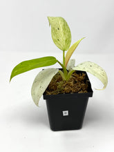 Load image into Gallery viewer, Philodendron Whipple Way B