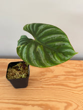 Load image into Gallery viewer, 264. Philodendron Plowmanii