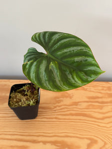 264. Philodendron Plowmanii