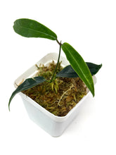 Load image into Gallery viewer, Hoya Chloranthae