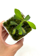 Load image into Gallery viewer, Hoya Manipurensis Variegated E
