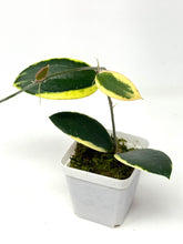 Load image into Gallery viewer, Hoya Acuta Albo Variegated