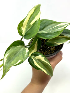 Philodendron ‘Rio’