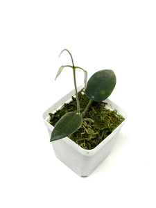 Hoya Stenaokei