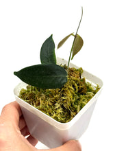 Load image into Gallery viewer, Hoya Patella Pink