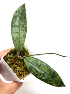 Hoya Lambii Silver A