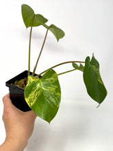 Load image into Gallery viewer, Homalomena Rubescens Variegated B