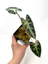 Load image into Gallery viewer, Alocasia Bambino Variegated A