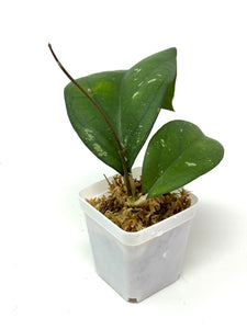 Hoya cv. Lea
