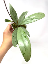 Load image into Gallery viewer, Hoya Pubicalyx Pink Silver Ghost A