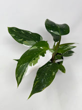 Load image into Gallery viewer, Philodendron White Princess (High Variegation)