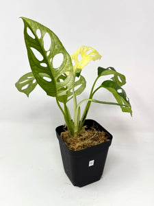 Monstera Adansonii Variegated G