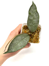 Load image into Gallery viewer, Hoya Mitrata Silver H