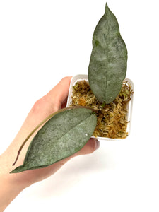 Hoya Mitrata Silver H