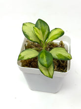 Load image into Gallery viewer, Hoya Heuschkeliana Inner Variegated