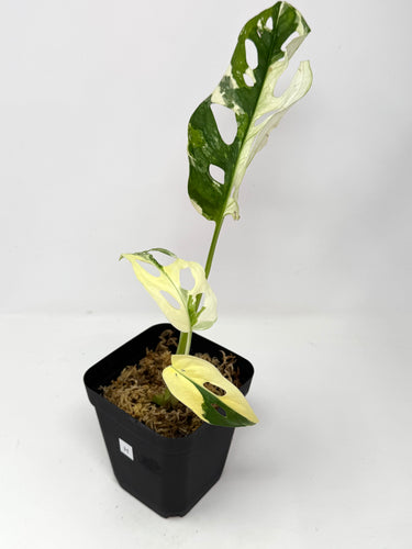 Monstera Adansonii Variegated H