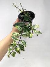 Load image into Gallery viewer, Aeschynanthus Radicans Variegated