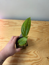 Load image into Gallery viewer, 45. Amydrium Medium