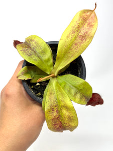Nepenthes Mirabilis