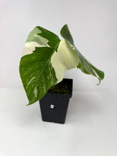 Load image into Gallery viewer, Monstera Deliciosa Albo Variegated B