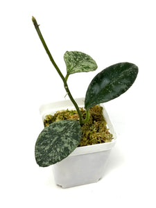 Hoya Waymaniae ‘Cloudy Sky’