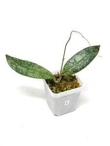 Hoya Lambii Silver A
