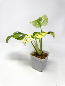 Monstera Adansonii Variegated A