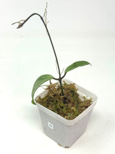 Load image into Gallery viewer, Hoya Pubicalyx Pink Silver Ghost H