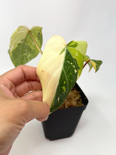Load image into Gallery viewer, Philodendron Gloriosum Variegated F
