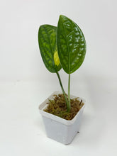 Load image into Gallery viewer, Monstera Peru Variegated