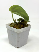 Load image into Gallery viewer, Scindapsus Mayari Variegated E