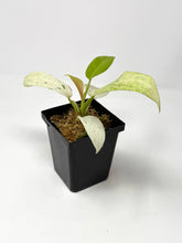 Load image into Gallery viewer, Philodendron Whipple Way B