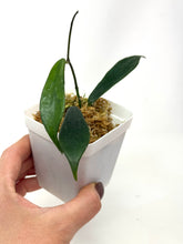 Load image into Gallery viewer, Hoya Rostellata 'Hummingbird'