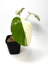 Load image into Gallery viewer, Monstera Deliciosa Albo Variegated A