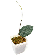 Load image into Gallery viewer, Hoya Caudata Silver Ghost