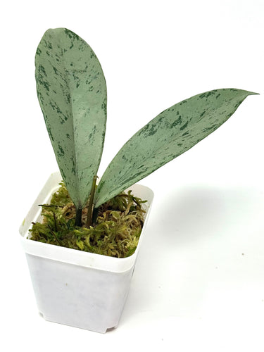 Hoya Pubicalyx Pink Silver Ghost E