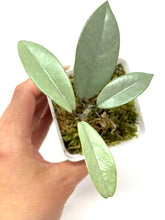 Load image into Gallery viewer, Hoya Wilbur Graves Silver A