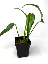 Load image into Gallery viewer, Philodendron Burle Marx Flame C