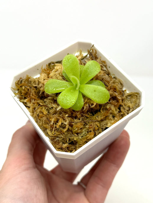 Pinguicula Gigantea ‘Giant Butterwort’