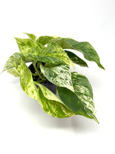Load image into Gallery viewer, Epipremnum Aureum “Marble Queen”