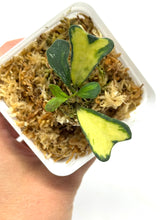 Load image into Gallery viewer, Hoya Manipurensis Variegated D