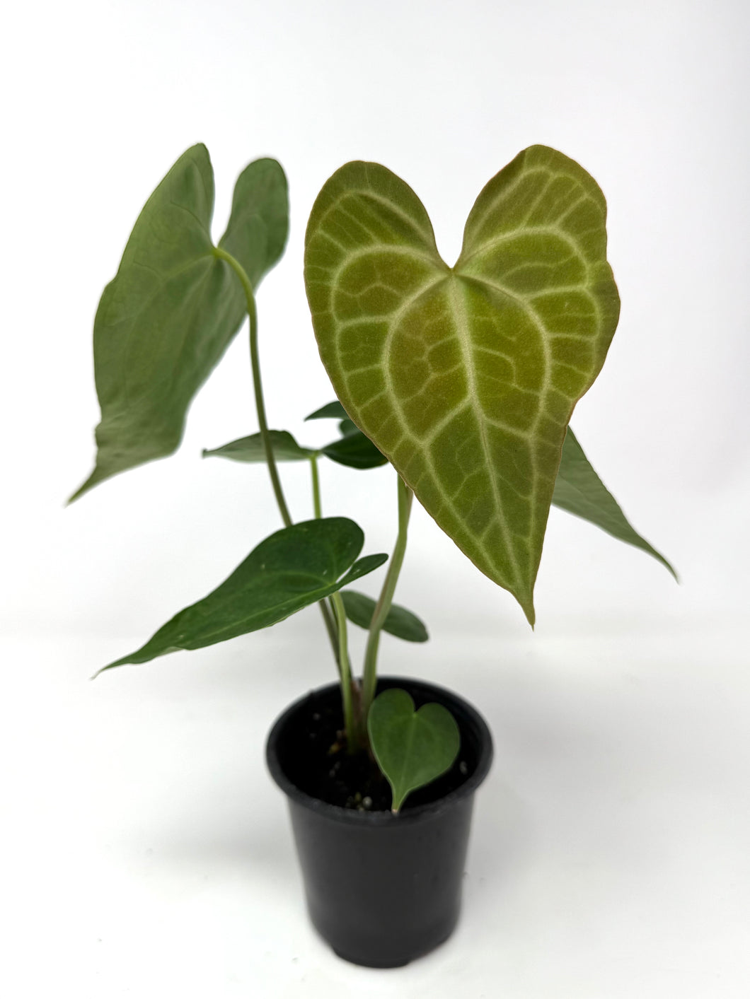 anthurium clarinervium for sale uk Anthurium Clarinervium 4” – Planthaven Toronto