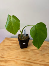 Load image into Gallery viewer, 154. Monstera Deliciosa Albo Variegated (reverted)