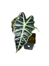 Load image into Gallery viewer, Alocasia Amazonica Variegated F