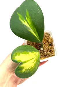 Hoya Kerrii Inner Variegated Splash