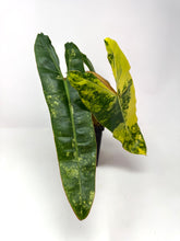 Load image into Gallery viewer, Philodendron Billietiae Variegated B
