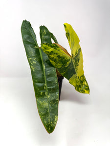 Philodendron Billietiae Variegated B