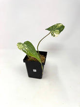 Load image into Gallery viewer, Philodendron Gloriosum Variegated D
