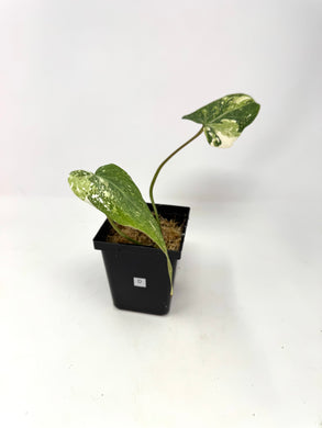 Philodendron Gloriosum Variegated D