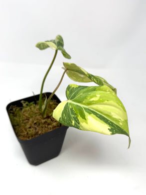 Philodendron Gloriosum Variegated A